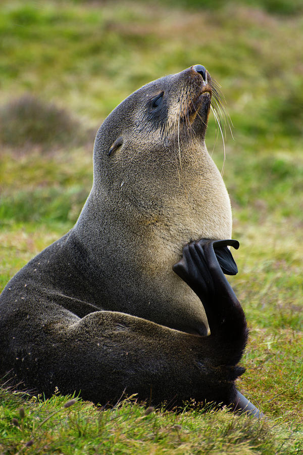 South Georgia Antarctic Fur Seal Photograph By Inger Hogstrom | Fine ...