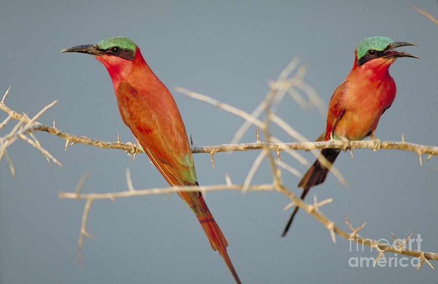 Southern Carmine Bee-eaters #2 Photograph by Art Wolfe