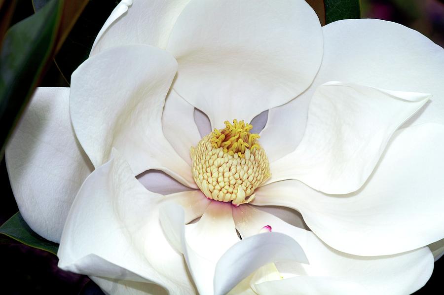 Spring Photograph - Southern Magnolia (magnolia Grandiflora) #2 by Brian Gadsby/science Photo Library