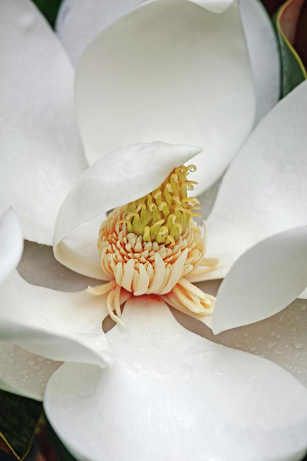 Flower Photograph - Southern Magnolia (magnolia Grandiflora) #2 by Dr. Nick Kurzenko