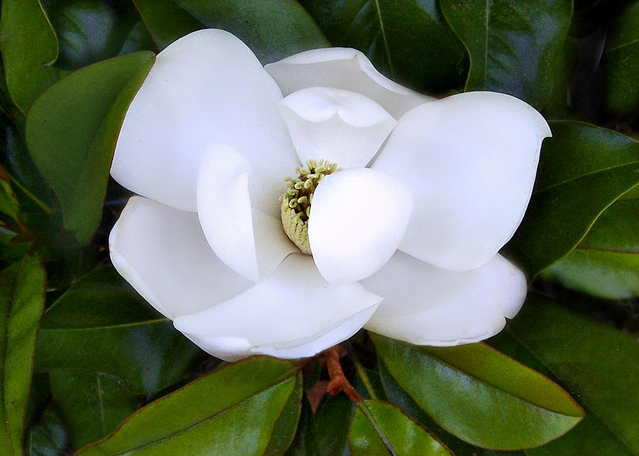 Magnolia Grandiflora Photograph - Southern Magnolia by William Tanneberger Magnolia Grandiflora Photograph - Southern Magnolia by William Tanneberger