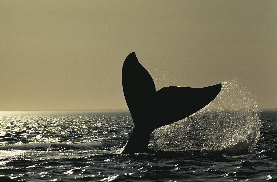 Southern Right Whale Tail Slap Valdes #2 Photograph by Hiroya Minakuchi