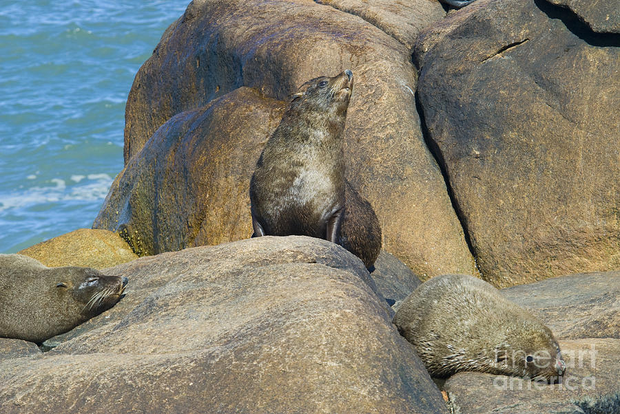 Southern Sea Lions #2 Photograph by William H. Mullins