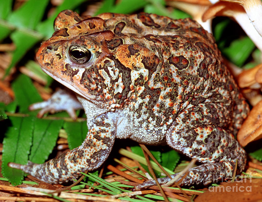 Southern Toad Bufo Terrestris Photograph by Millard H. Sharp - Pixels