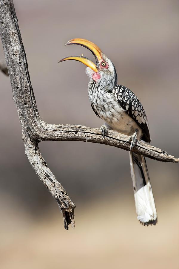Southern Yellow-billed Hornbill Photograph by Tony Camacho