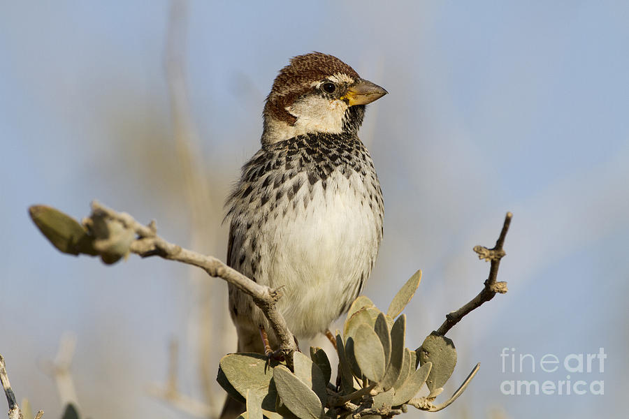 Bird Photograph - Spanish Sparrow Passer hispaniolensis #2 by Eyal Bartov