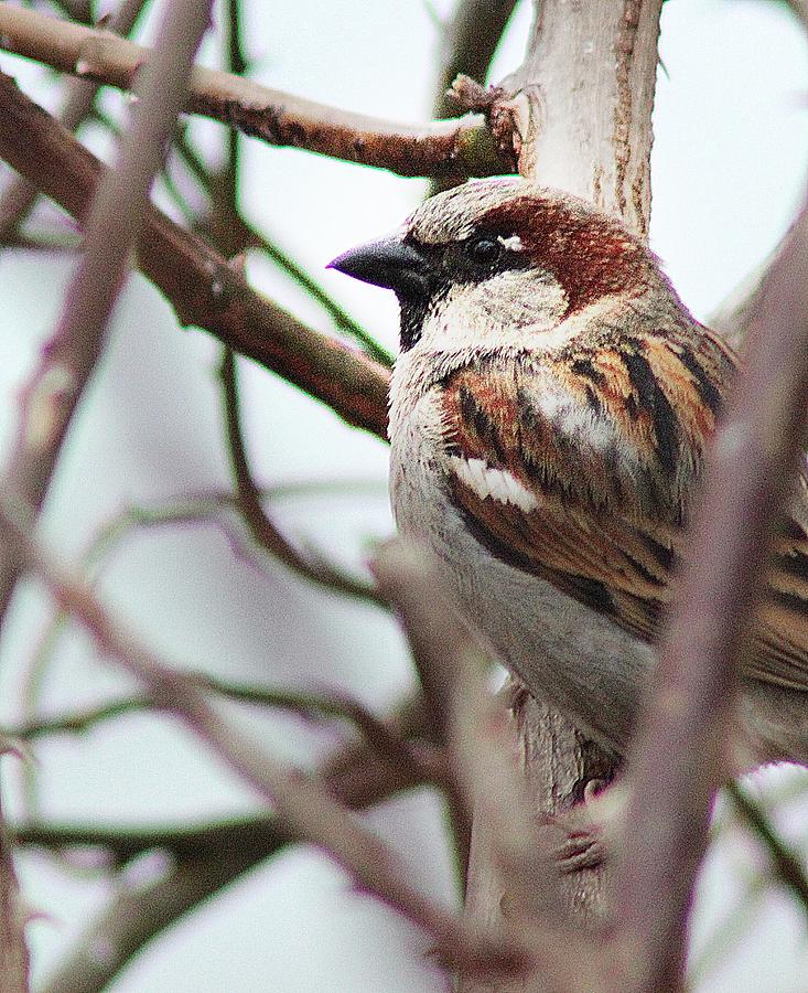 Sparrow #2 Photograph by Wayne Toutaint