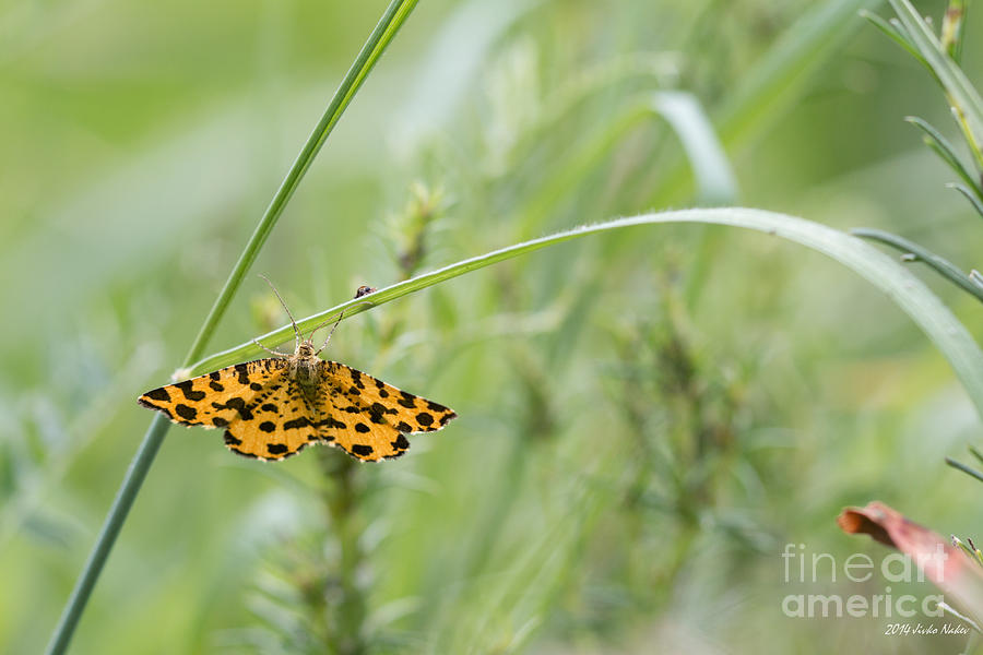 Speckled Yellow Moth #2 Photograph by Jivko Nakev