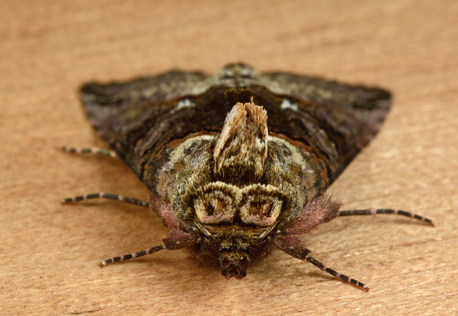 Spectacle Moth #2 Photograph by Nigel Downer