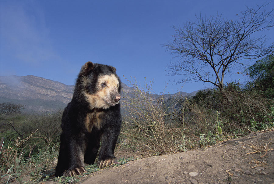 Spectacled Bear In Andean Foothills Peru #2 Photograph by Tui De Roy