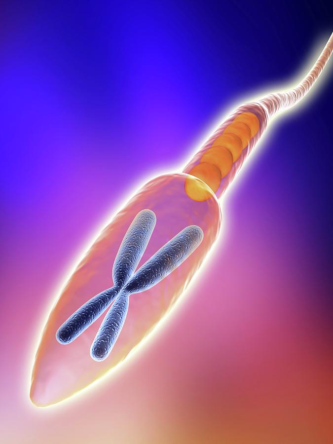 cell Reabsorb sperm