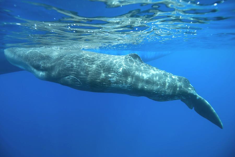 Sperm Whale Photograph by Christopher Swann/science Photo Library - Pixels