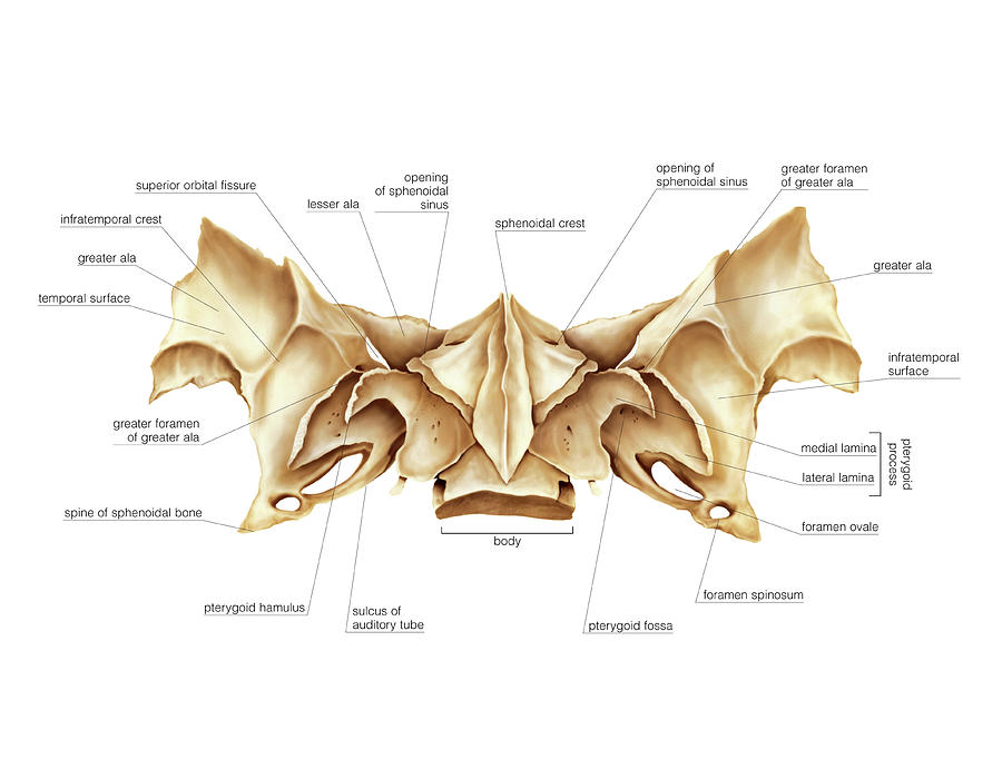sphenoid bone inferior view