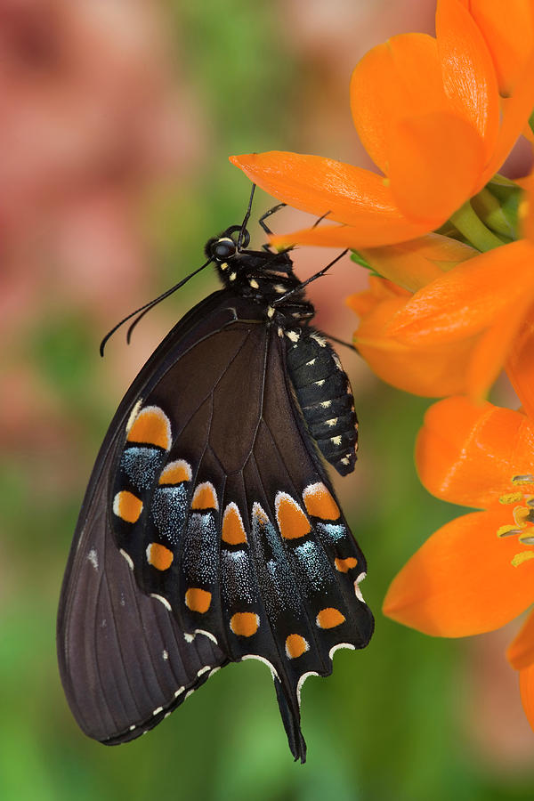Butterfly Photograph - Spicebush Swallowtail Butterfly #2 by Darrell Gulin