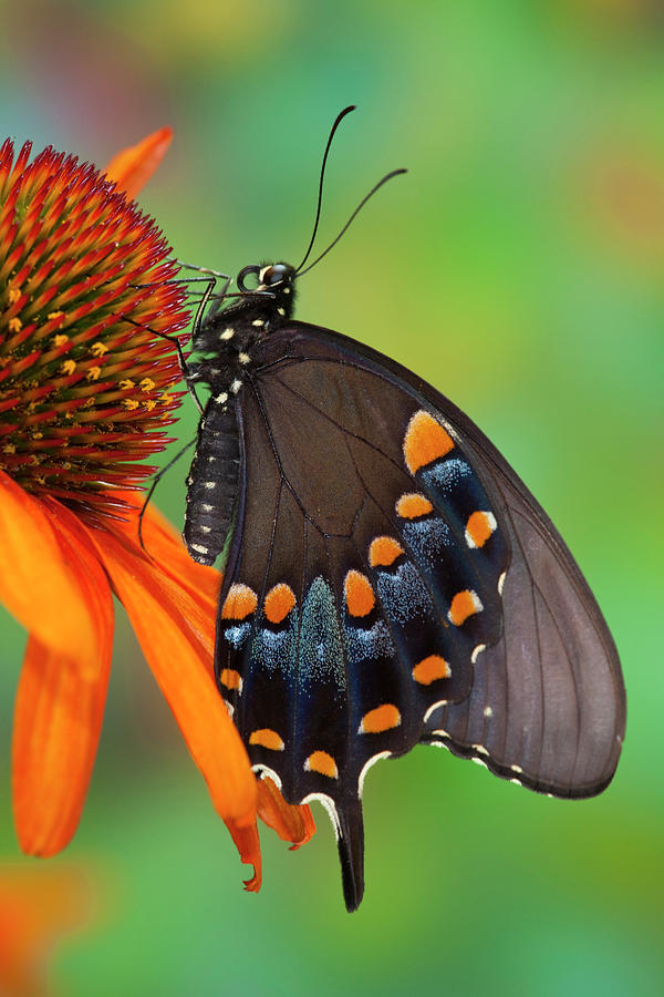 Butterfly Photograph - Spicebush Swallowtail, Papilio Troilus #2 by Darrell Gulin