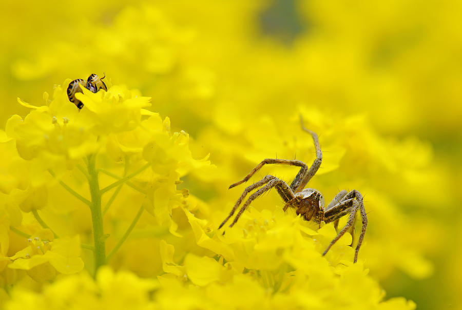 Spider Photograph - Spider #2 by Jaroslaw Grudzinski