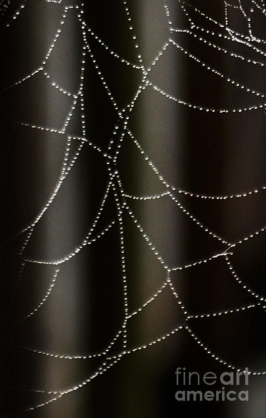 Spider Web Photograph
