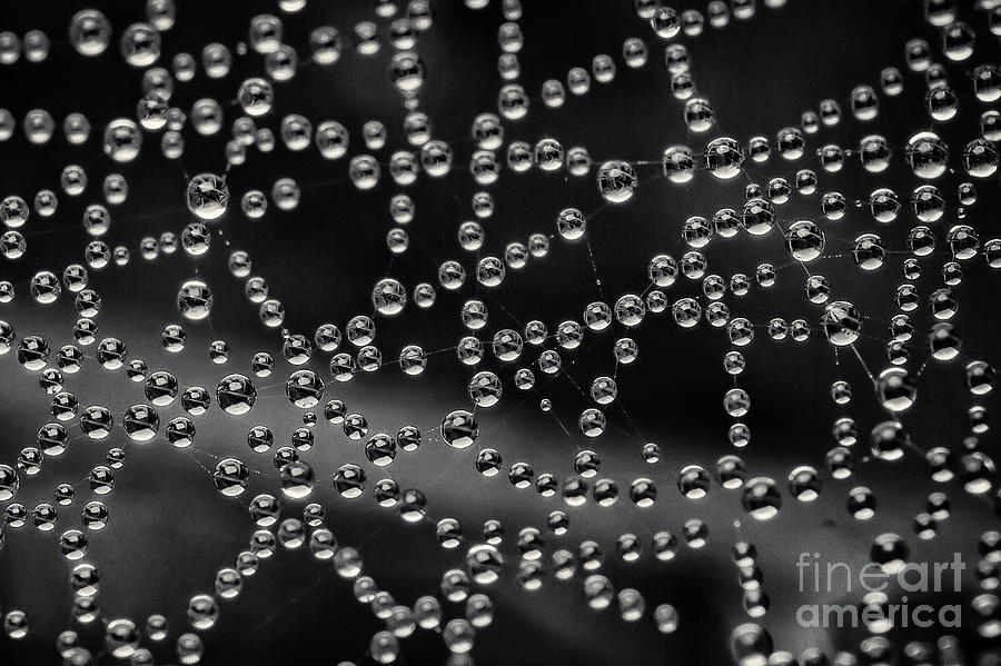 Spider Web Water Droplets Pyrography by Carl Harrison - Fine Art America