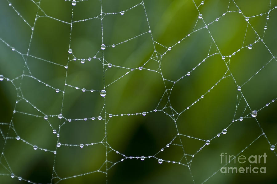 Spider web with dew drops  #2 Photograph by Jim Corwin