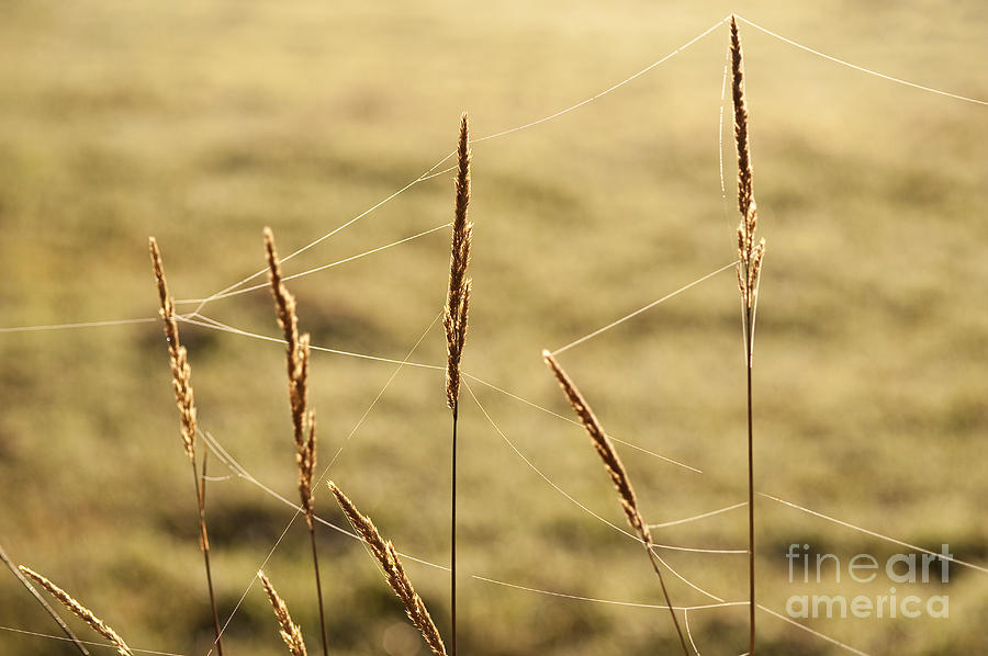 Spider webs in field on tall grass #2 Photograph by Jim Corwin