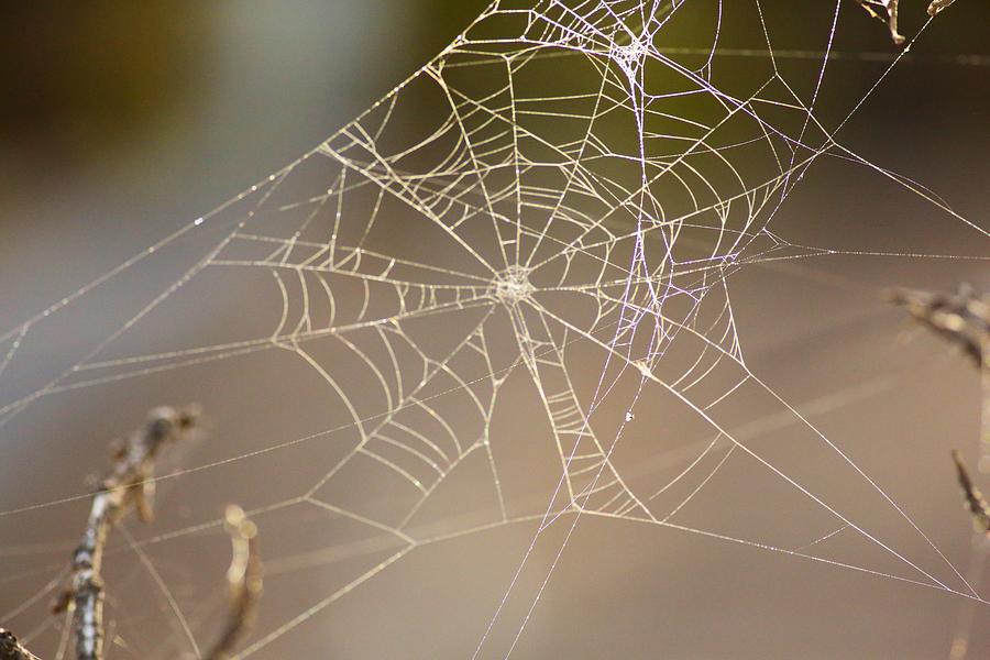 Spiderweb #2 Photograph by Allan Morrison