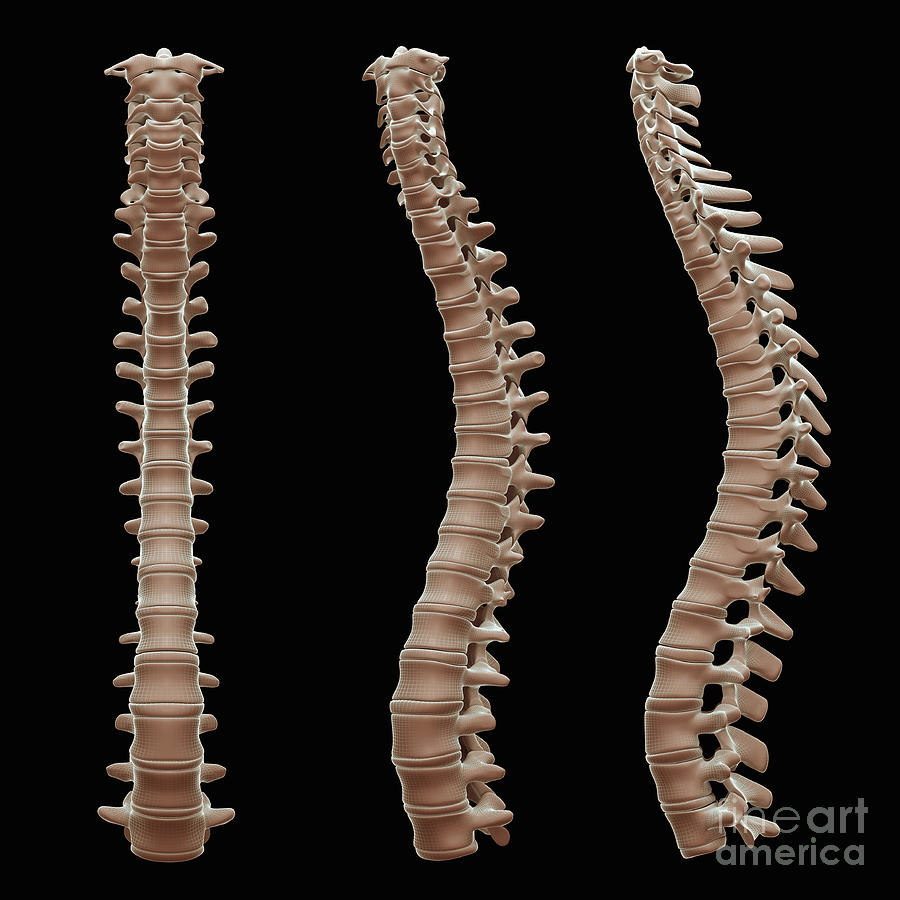 Spinal Anatomy Photograph by Science Picture Co - Fine Art America