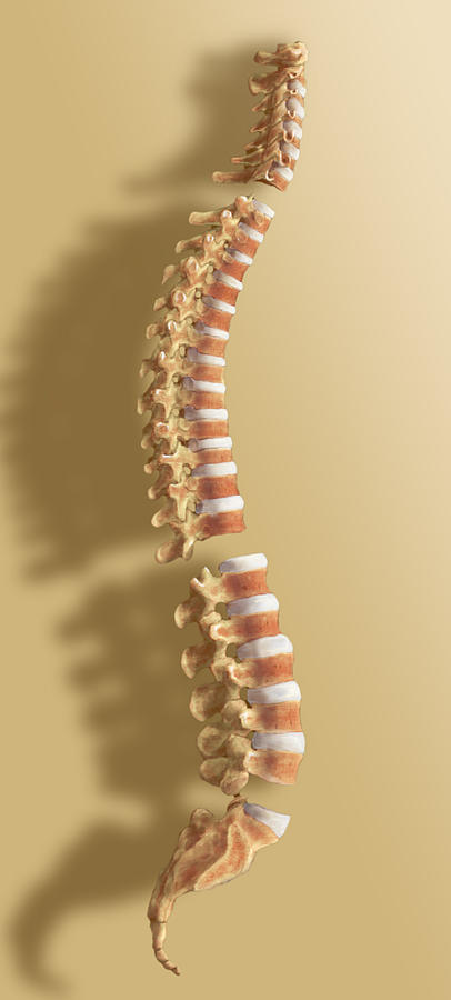 Spine #2 Photograph by Anatomical Travelogue