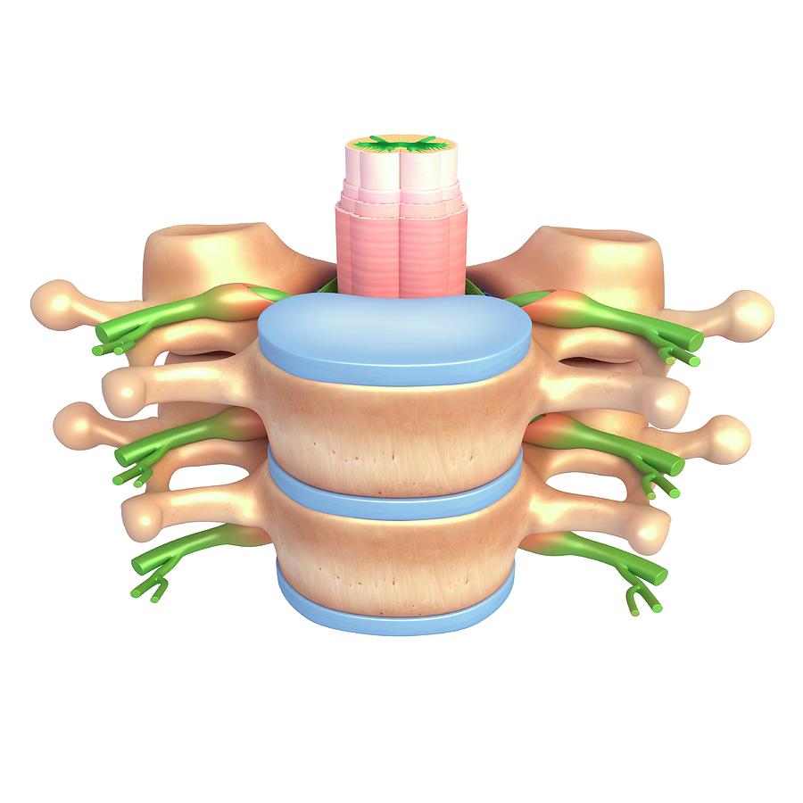 Spine Anatomy Photograph by Pixologicstudio/science Photo Library | Pixels