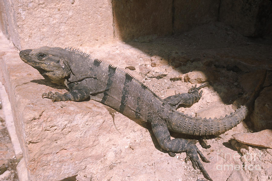 Spiny-tailed Iguana #2 Photograph by William H. Mullins