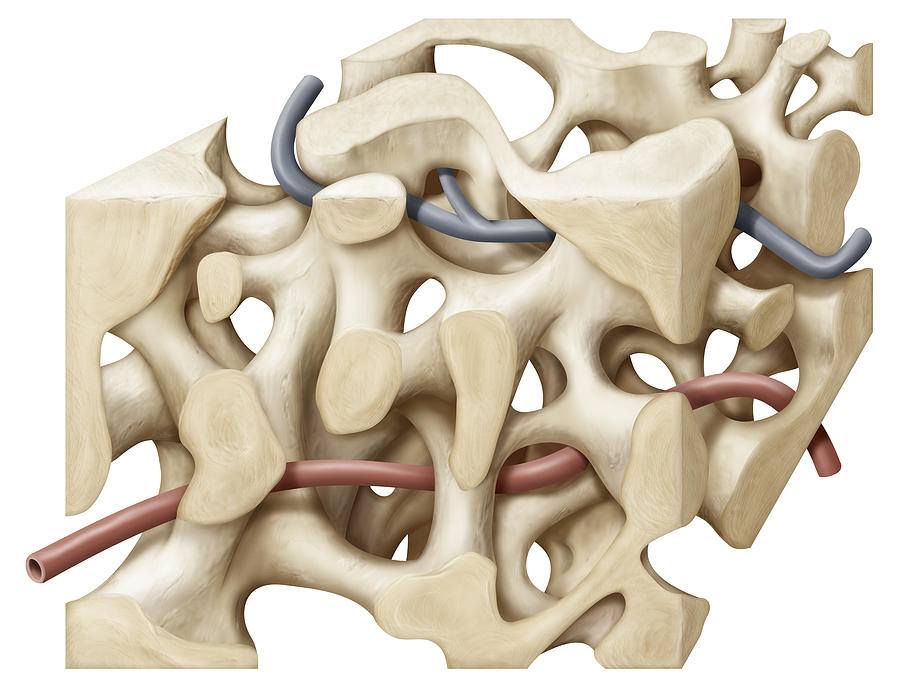 Spongy Bone Tissue, Illustration #2 Photograph by QA International