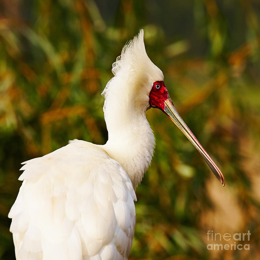 Spoonbill In A Tree Photograph