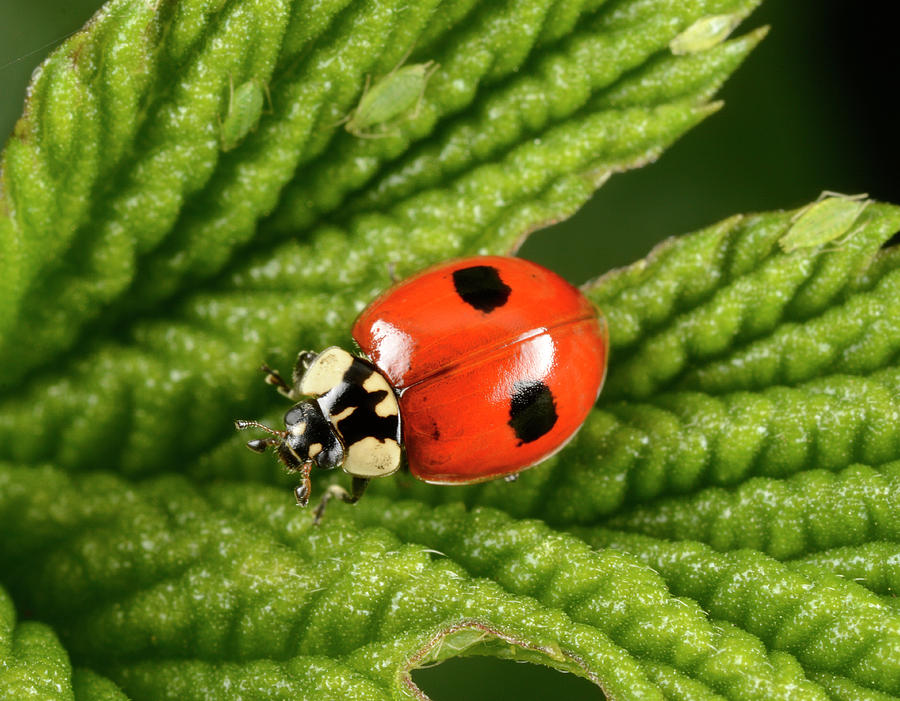 Insects Photograph - 2-spot Ladybird by Nigel Downer