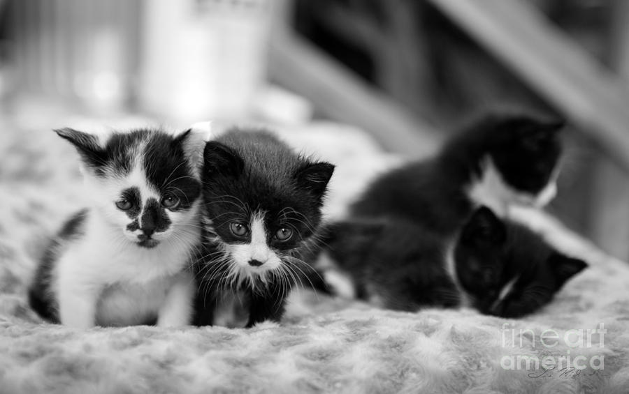 black and white spotted kittens