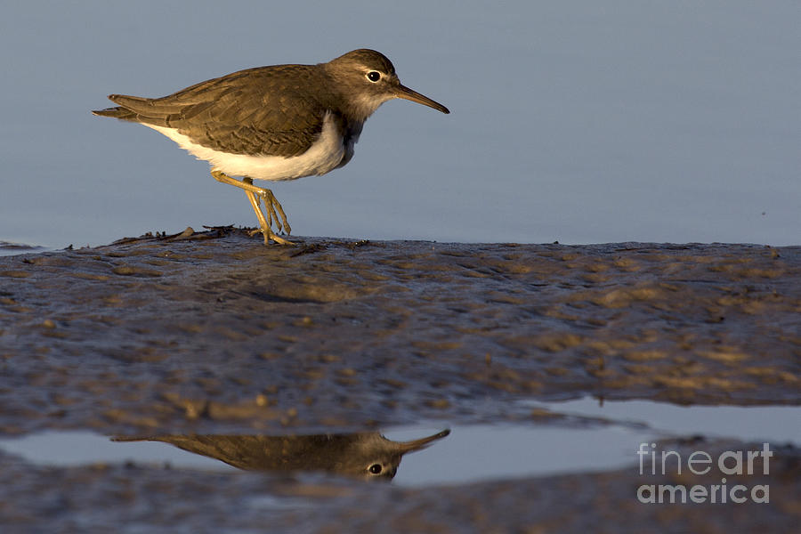 Spotted Sandpiper Reflection #2 Photograph by Meg Rousher