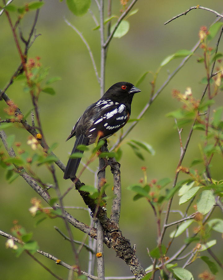 Spotted Towhee Photograph by Ben Upham III