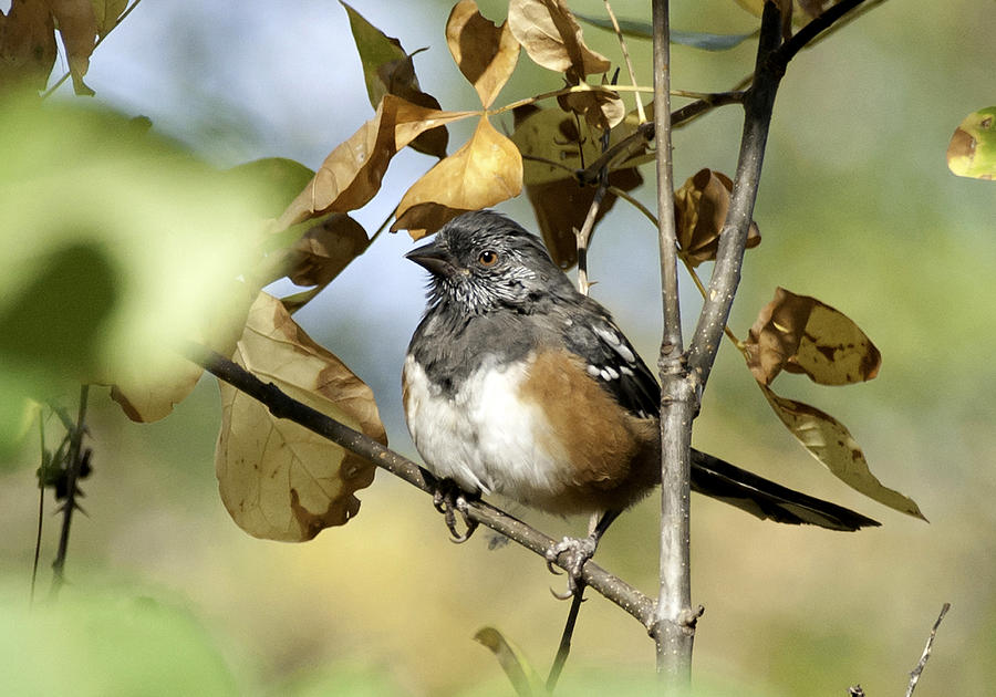Spotted Towhee #2 Photograph by Betty Depee