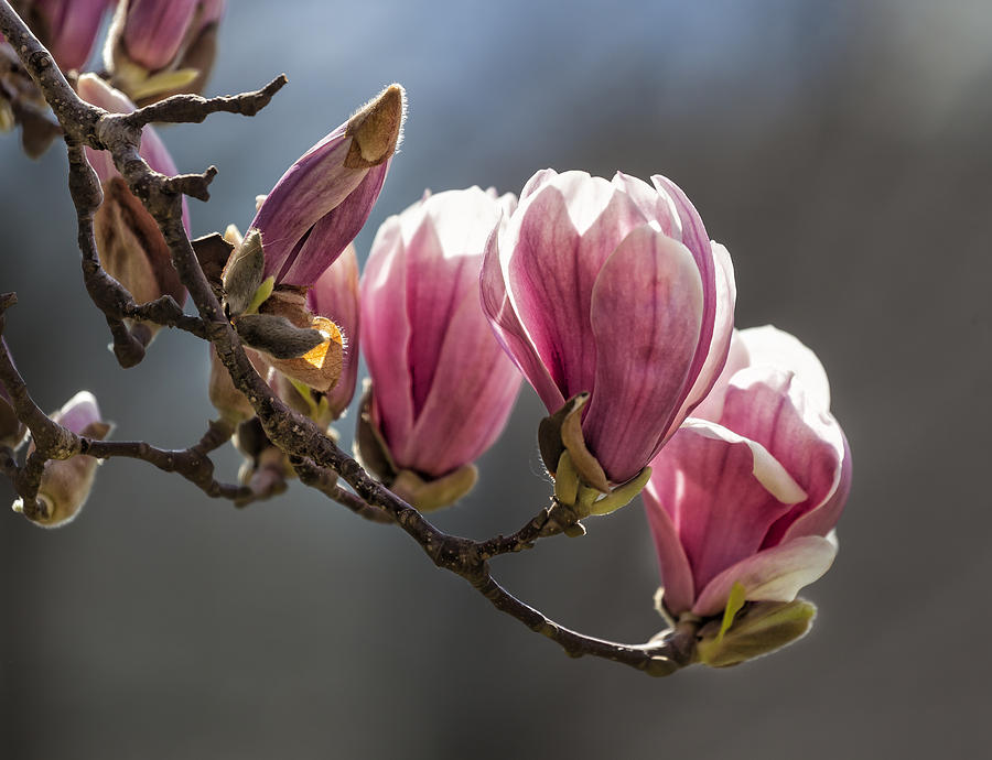 Spring April 2013 Magnolia Blossoms #2 Photograph by Robert Ullmann