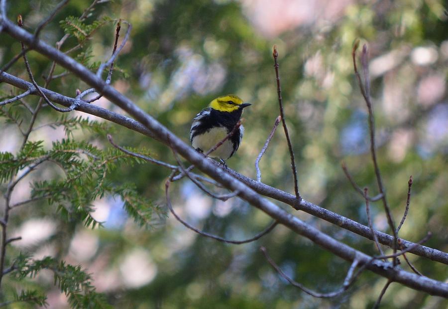 Spring Black-throated Green Warbler Photograph