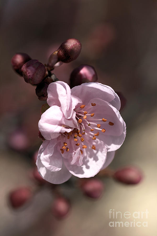 Nature Photograph - Spring Blossom by Joy Watson