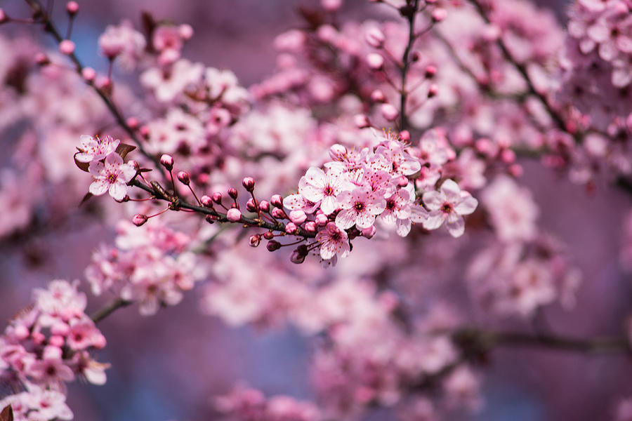 Spring Blossoms #2 Photograph by Tikvahs Hope