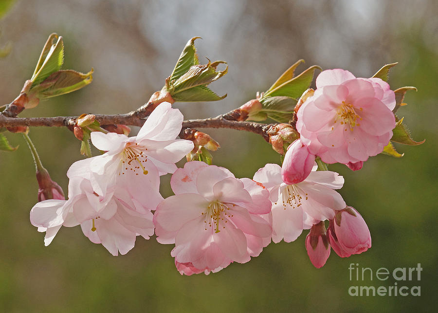 Spring Blossoms #1 Photograph by Rudi Prott