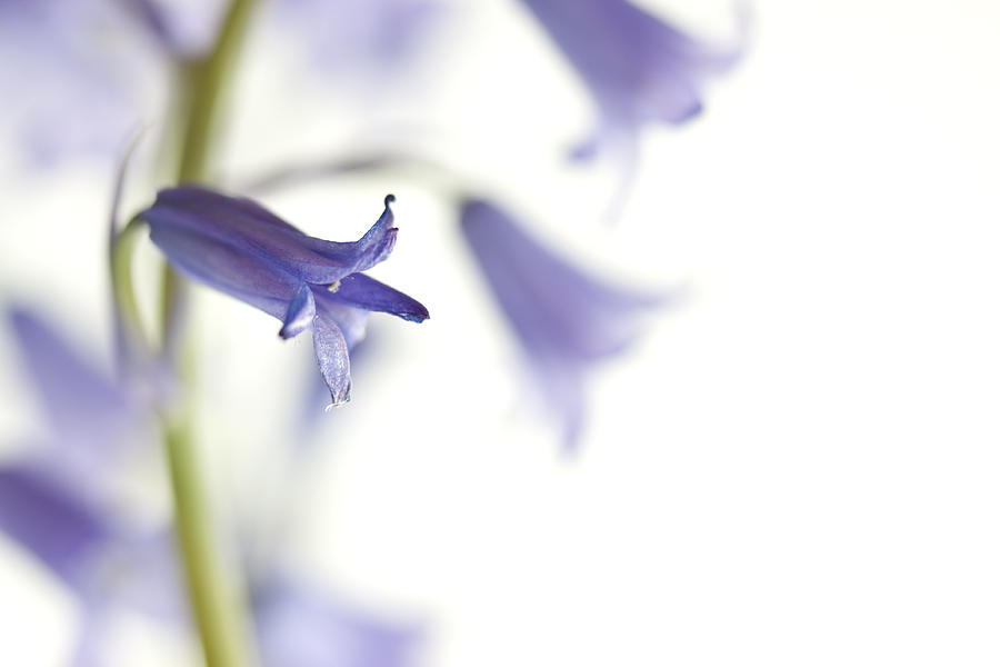 Flower Photograph - Spring Bluebells #2 by Carol Leigh