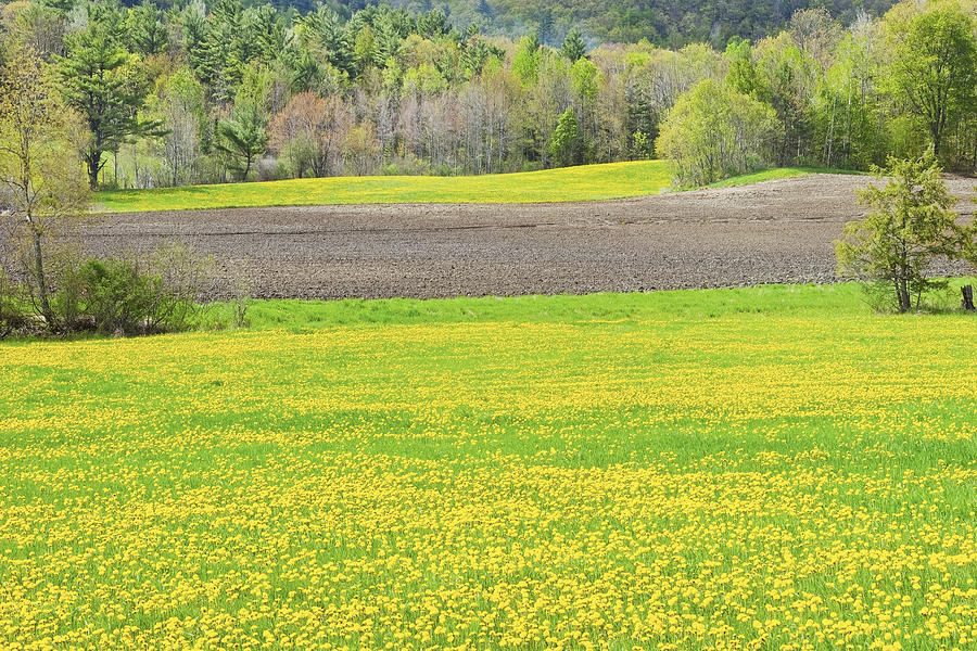 Spring Farm Landscape With Dandelion bloom in Maine #2 Photograph by Keith Webber Jr