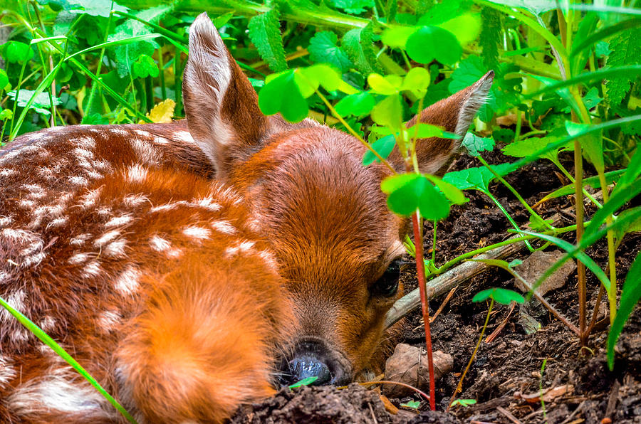 Spring Fawn #2 Photograph by Brian Stevens
