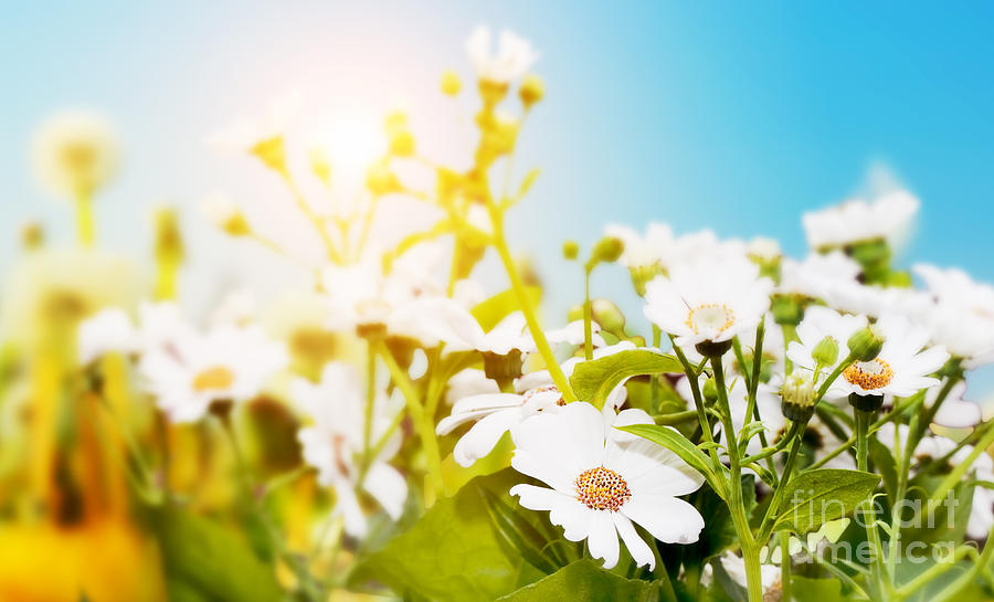 Daisy Photograph - Spring field with flowers daisy herbs #2 by Michal Bednarek
