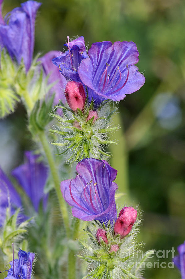 Wildflower Photograph - Purple vipers-bugloss wild flower #1 by George Atsametakis