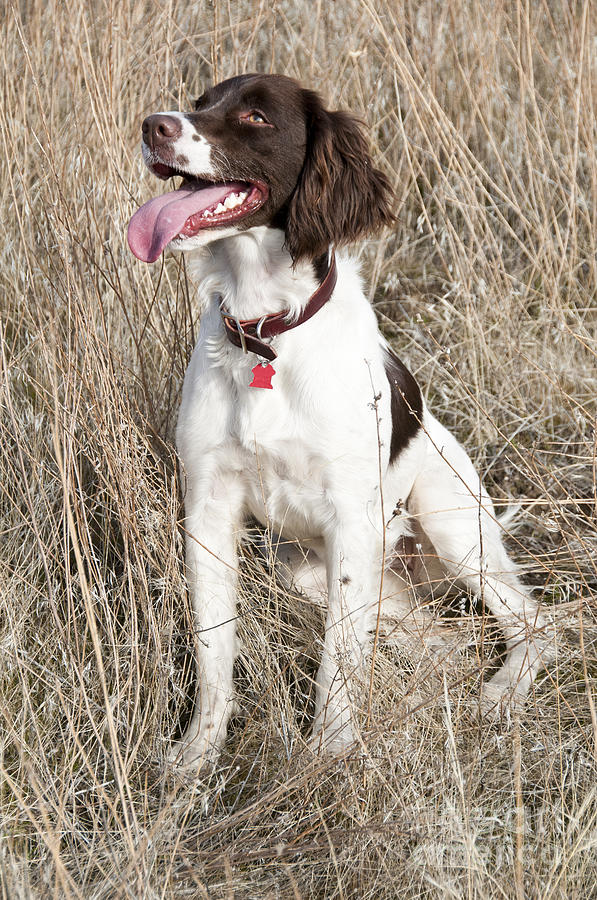 Nature Photograph - Springer Spaniel #2 by William H. Mullins