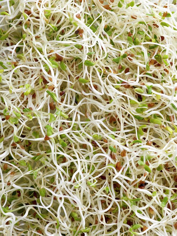 Sprouting Alfalfa Photograph by Science Photo Library - Fine Art America