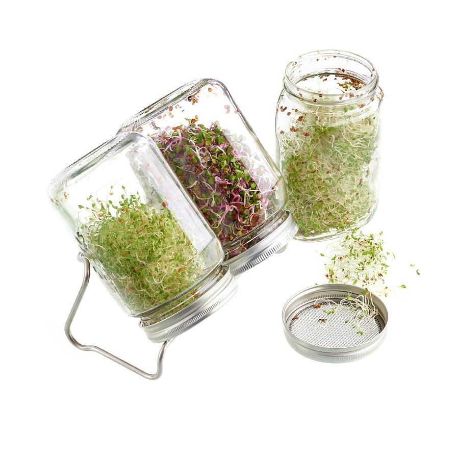 Sprouting Beans In Jars #2 Photograph by Science Photo Library