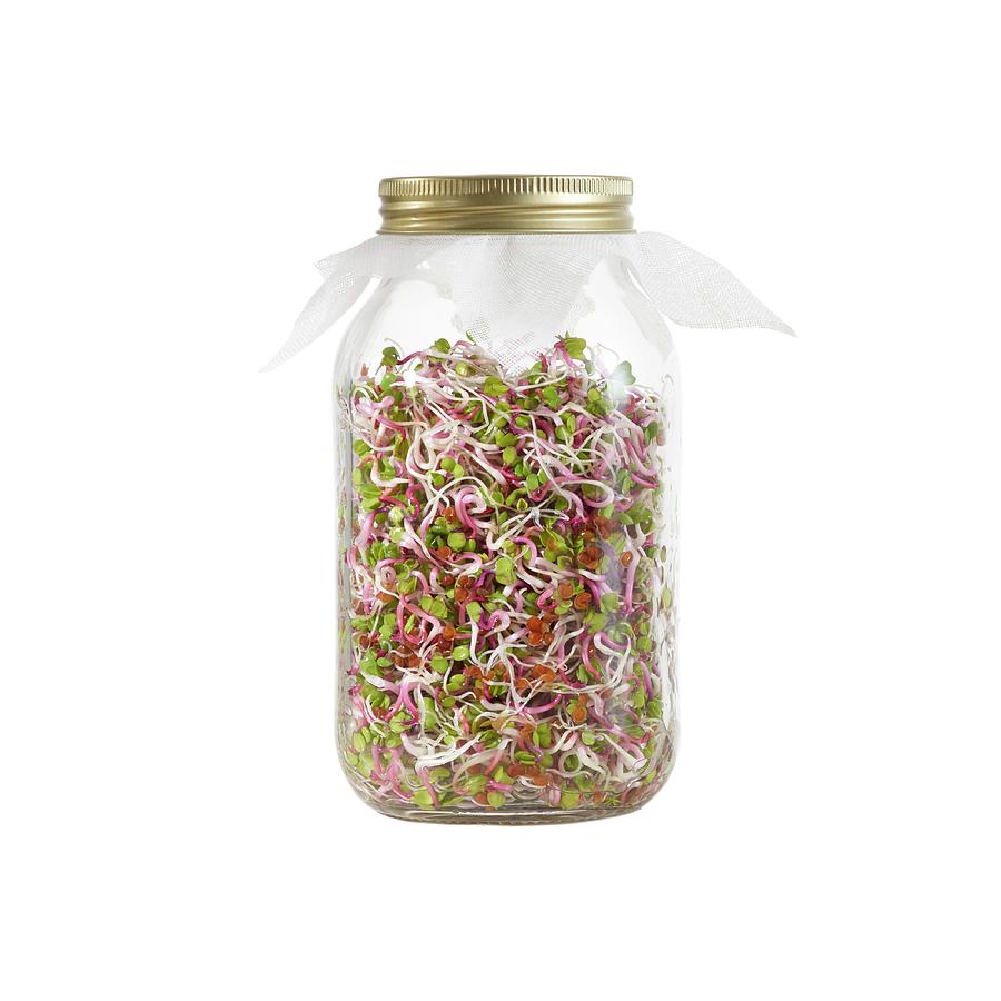 Sprouting Rose Radish In A Jar #2 Photograph by Science Photo Library